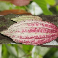 Theobroma cacao L.